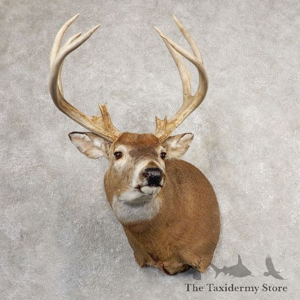 Whitetail Deer Shoulder Mount #21073 For Sale - The Taxidermy Store