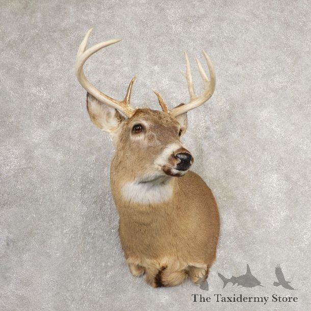 Whitetail Deer Shoulder Mount #21076 For Sale - The Taxidermy Store