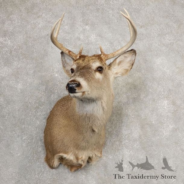 Whitetail Deer Shoulder Mount #21077 For Sale - The Taxidermy Store