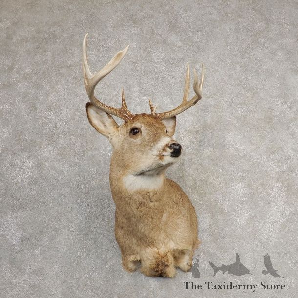 Whitetail Deer Shoulder Mount #21078 For Sale - The Taxidermy Store