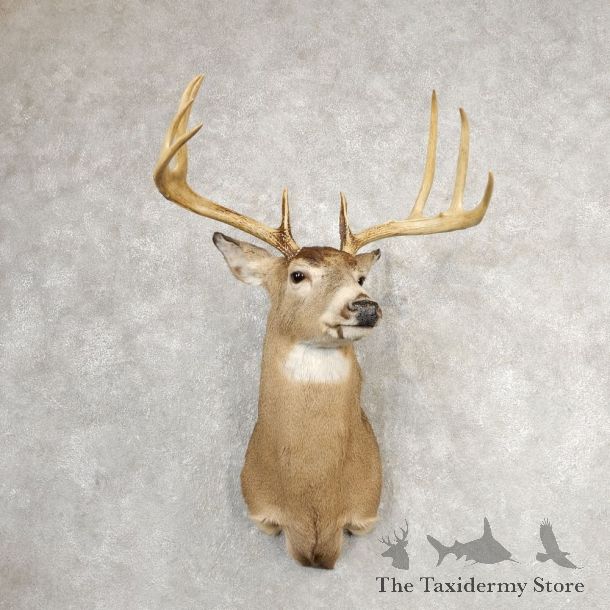 Whitetail Deer Shoulder Mount #21079 For Sale - The Taxidermy Store
