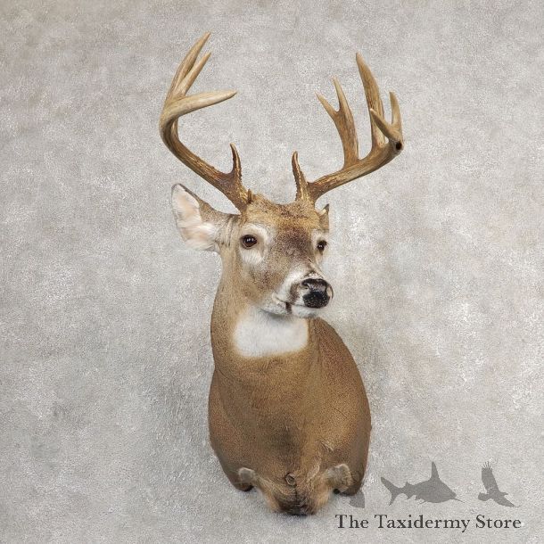 Whitetail Deer Shoulder Mount #21081 For Sale - The Taxidermy Store