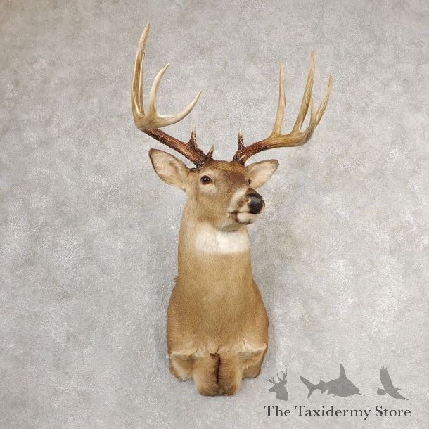 Whitetail Deer Shoulder Mount #21084 For Sale - The Taxidermy Store