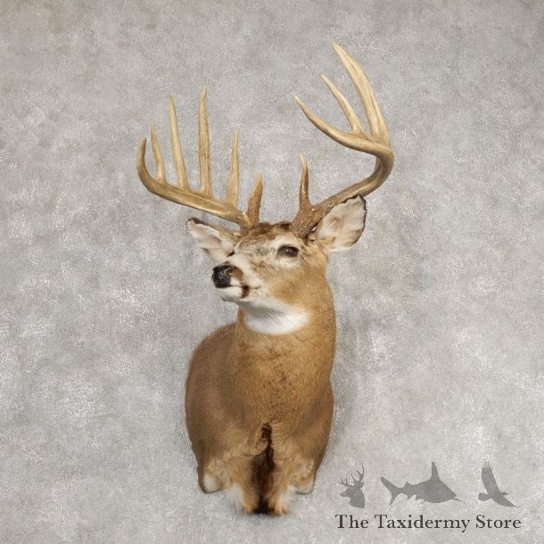 Whitetail Deer Shoulder Mount #21292 For Sale - The Taxidermy Store