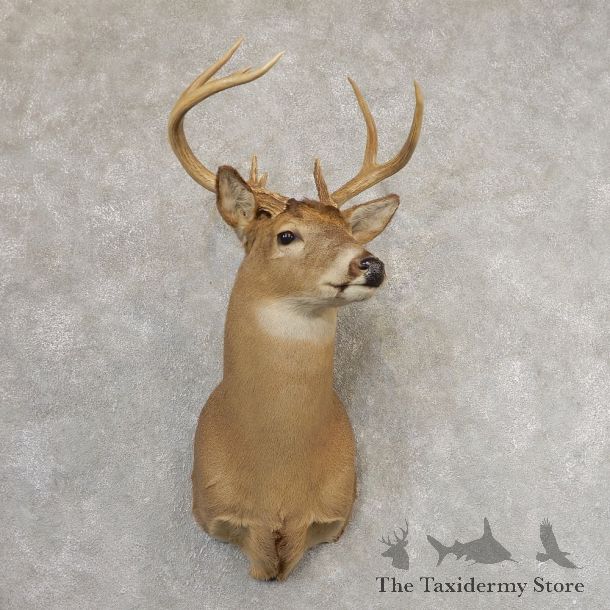 Whitetail Deer Shoulder Mount #21317 For Sale - The Taxidermy Store