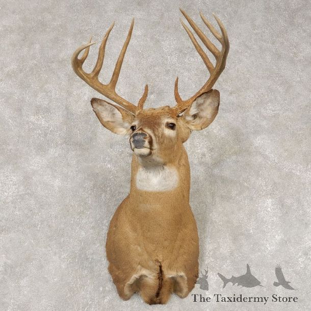 Whitetail Deer Shoulder Mount #21439 For Sale - The Taxidermy Store