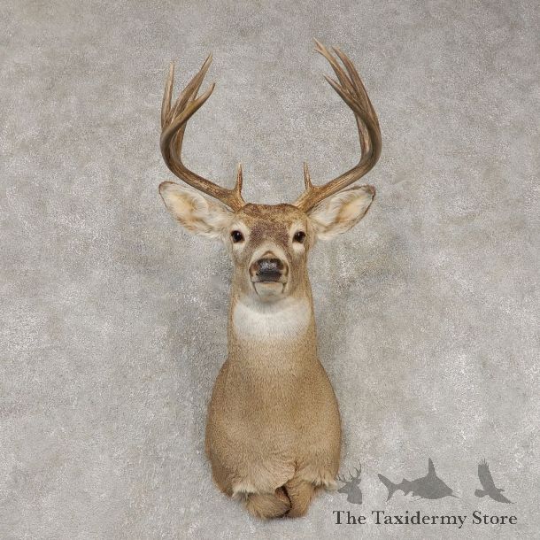 Whitetail Deer Shoulder Mount #21447 For Sale - The Taxidermy Store