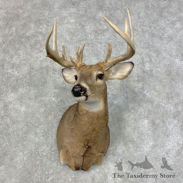 Whitetail Deer Shoulder Mount #21472 For Sale - The Taxidermy Store