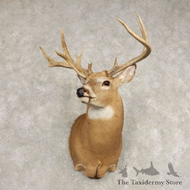 Whitetail Deer Shoulder Mount #21583 For Sale - The Taxidermy Store