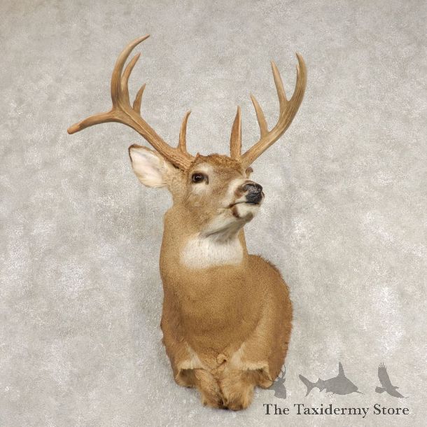 Whitetail Deer Shoulder Mount #21585 For Sale - The Taxidermy Store