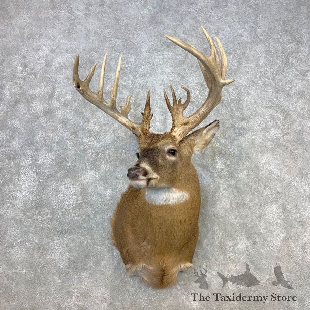 Whitetail Deer Shoulder Mount #21653 For Sale - The Taxidermy Store