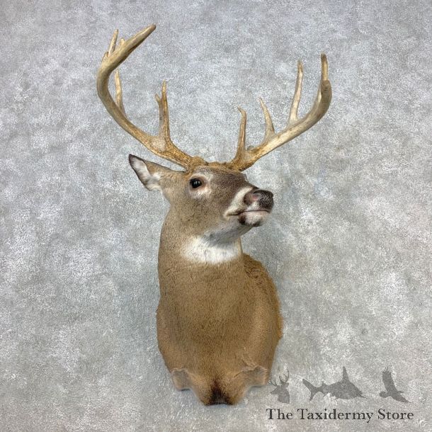 Whitetail Deer Shoulder Mount #21654 For Sale - The Taxidermy Store