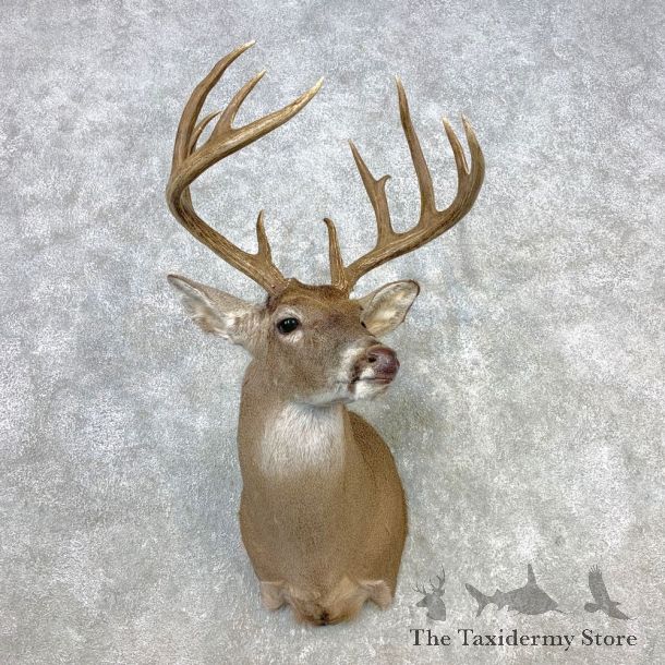 Whitetail Deer Shoulder Mount #21655 For Sale - The Taxidermy Store