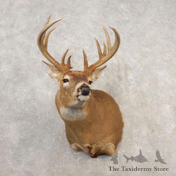 Whitetail Deer Shoulder Mount #21660 For Sale - The Taxidermy Store