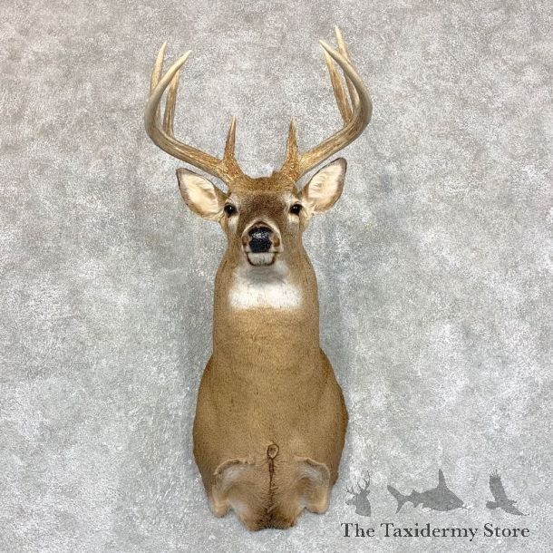 Whitetail Deer Shoulder Mount #21745 For Sale - The Taxidermy Store
