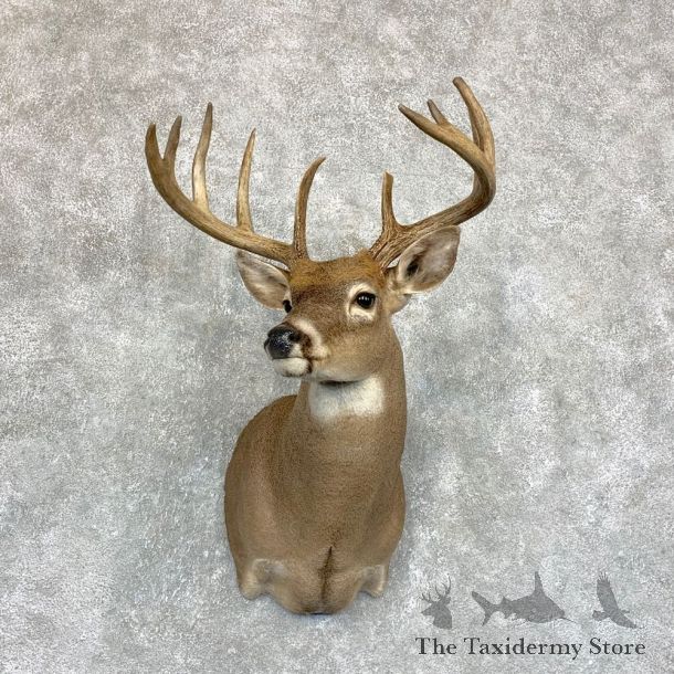 Whitetail Deer Shoulder Mount #21746 For Sale - The Taxidermy Store