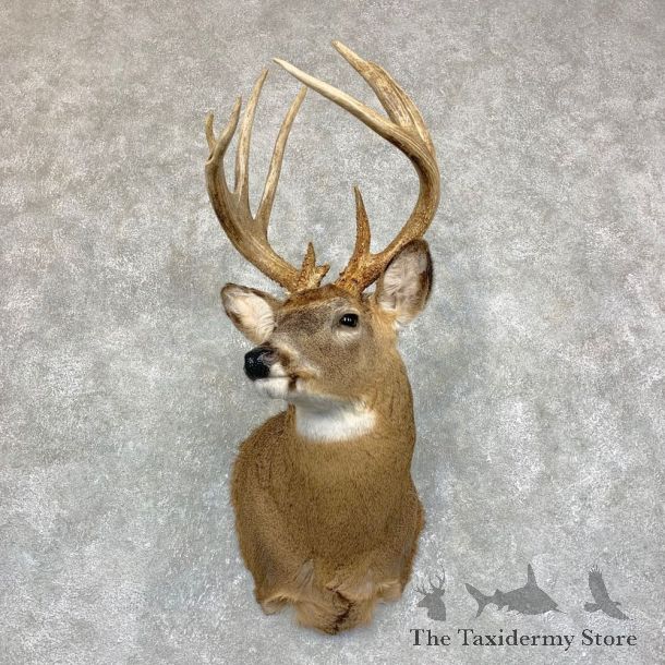 Whitetail Deer Shoulder Mount #21747 For Sale - The Taxidermy Store