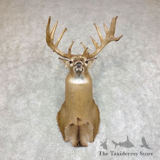 Whitetail Deer Shoulder Mount #21786 For Sale - The Taxidermy Store