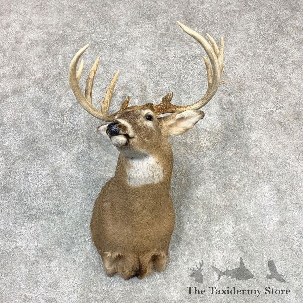Whitetail Deer Shoulder Mount #21980 For Sale - The Taxidermy Store