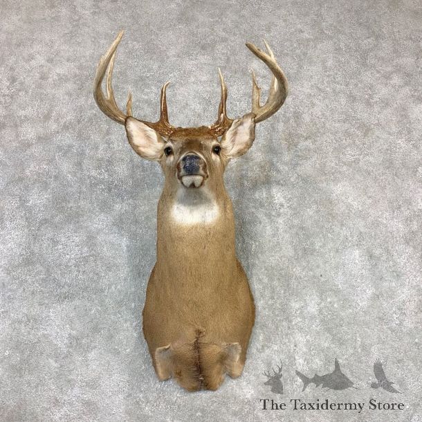 Whitetail Deer Shoulder Mount #21981 For Sale - The Taxidermy Store