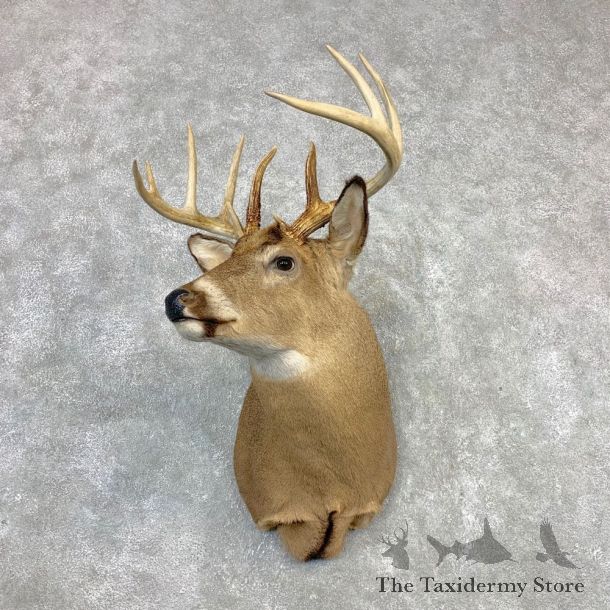 Whitetail Deer Shoulder Mount #21985 For Sale - The Taxidermy Store