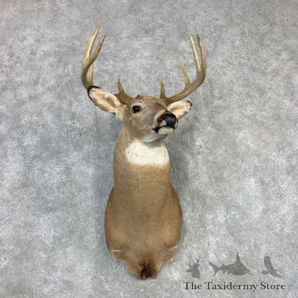 Whitetail Deer Shoulder Mount #21986 For Sale - The Taxidermy Store