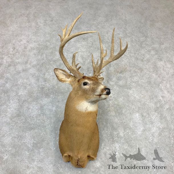 Whitetail Deer Shoulder Mount #21988 For Sale - The Taxidermy Store