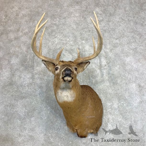 Whitetail Deer Shoulder Mount #22125 For Sale - The Taxidermy Store
