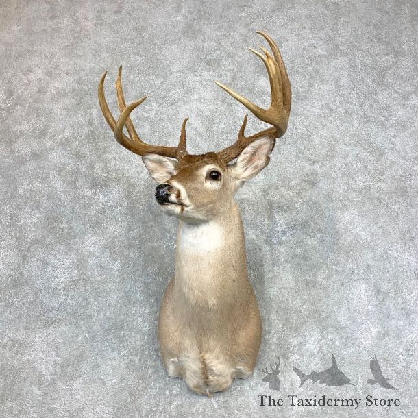 Whitetail Deer Shoulder Mount #22139 For Sale - The Taxidermy Store