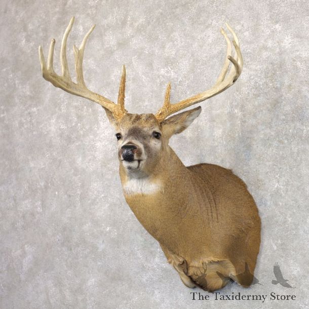 Whitetail Deer Shoulder Mount #22156 For Sale - The Taxidermy Store