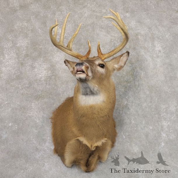 Whitetail Deer Shoulder Mount #22167 For Sale - The Taxidermy Store