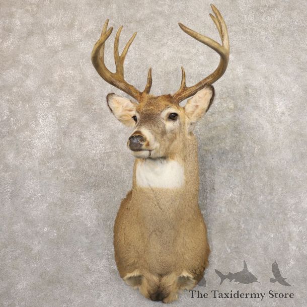 Whitetail Deer Shoulder Mount #22170 For Sale - The Taxidermy Store
