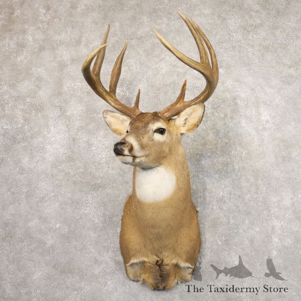 Whitetail Deer Shoulder Mount #22174 For Sale - The Taxidermy Store