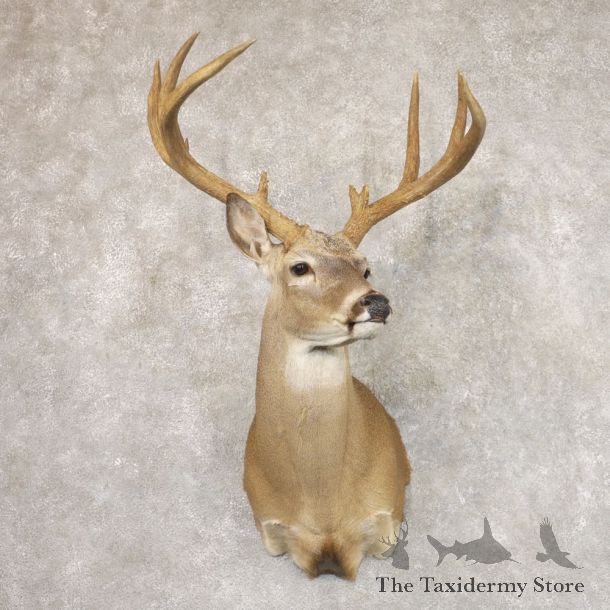 Whitetail Deer Shoulder Mount #22178 For Sale - The Taxidermy Store
