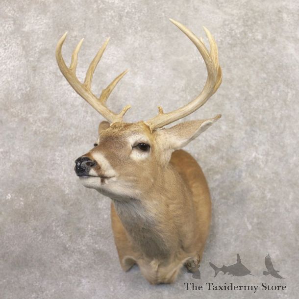 Whitetail Deer Shoulder Mount #22179 For Sale - The Taxidermy Store