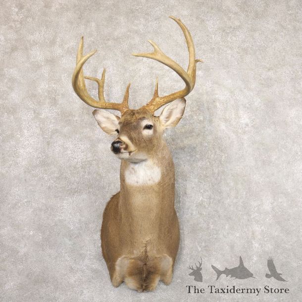 Whitetail Deer Shoulder Mount #22184 For Sale - The Taxidermy Store