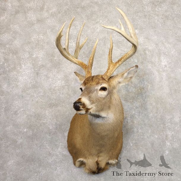 Whitetail Deer Shoulder Mount #22191 For Sale - The Taxidermy Store