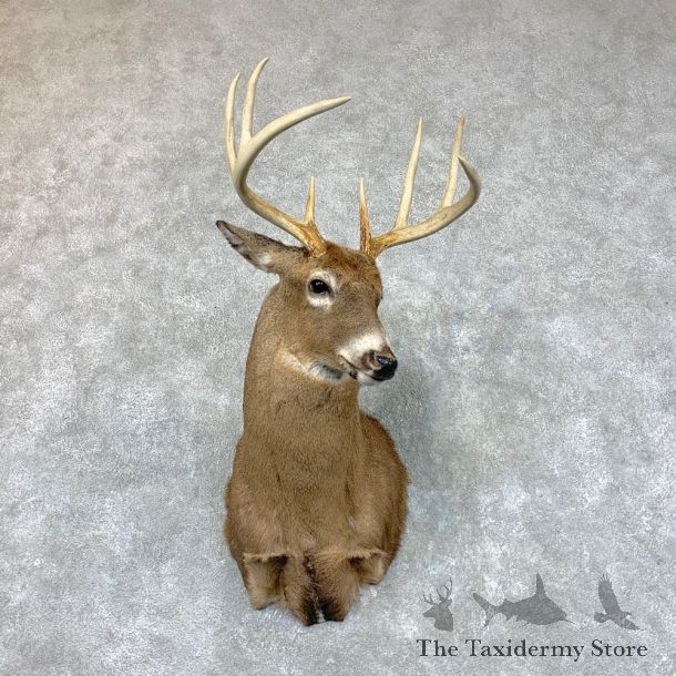 Whitetail Deer Shoulder Mount #22679 For Sale - The Taxidermy Store