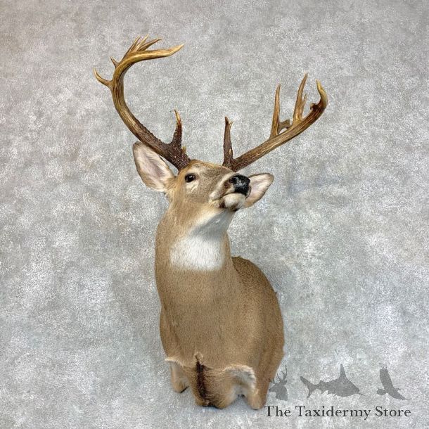 Whitetail Deer Shoulder Mount #22788 For Sale - The Taxidermy Store