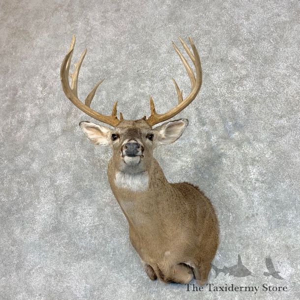 Whitetail Deer Shoulder Mount #22790 For Sale - The Taxidermy Store