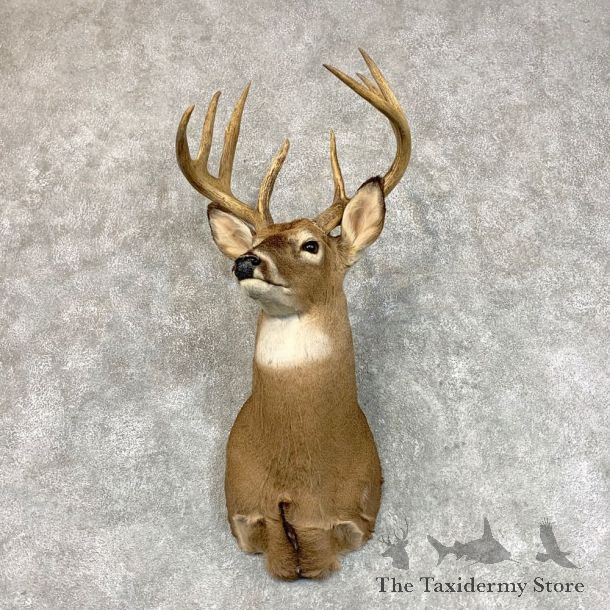 Whitetail Deer Shoulder Mount #22797 For Sale - The Taxidermy Store