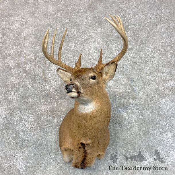 Whitetail Deer Shoulder Mount #22799 For Sale - The Taxidermy Store