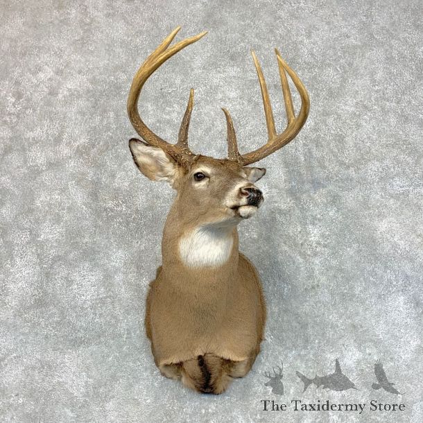 Whitetail Deer Shoulder Mount #22800 For Sale - The Taxidermy Store