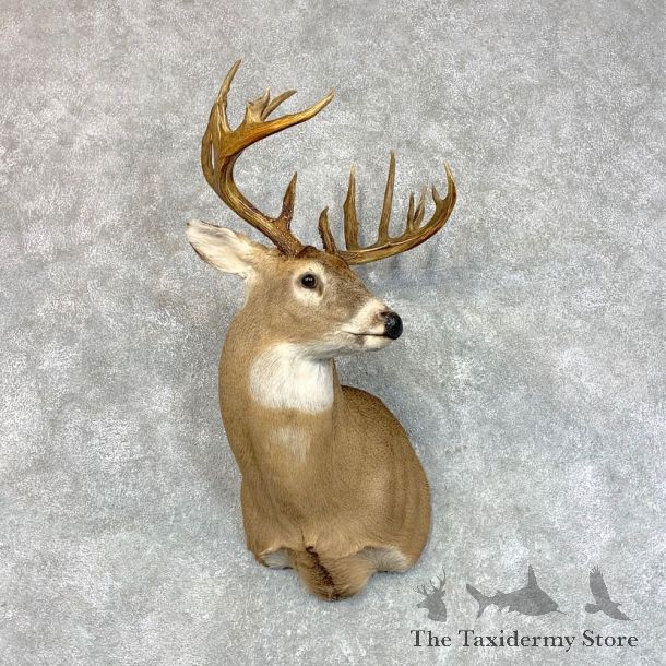 Whitetail Deer Shoulder Mount #22802 For Sale - The Taxidermy Store