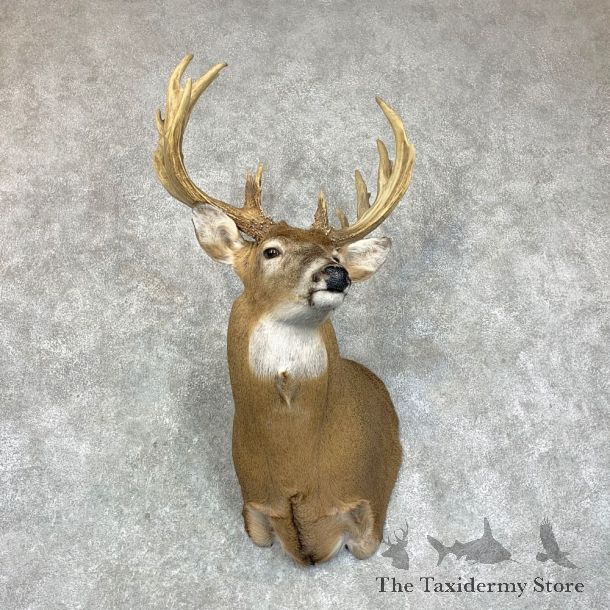 Whitetail Deer Shoulder Mount #22918 For Sale - The Taxidermy Store