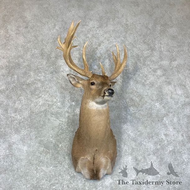 Whitetail Deer Shoulder Mount #22919 For Sale - The Taxidermy Store