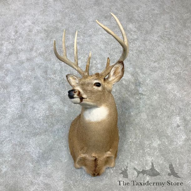 Whitetail Deer Shoulder Mount #23105 For Sale - The Taxidermy Store