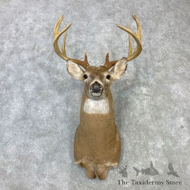 Whitetail Deer Shoulder Mount #23107 For Sale - The Taxidermy Store