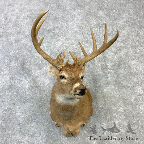 Whitetail Deer Shoulder Mount #23108 For Sale - The Taxidermy Store