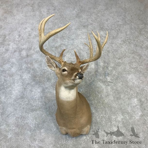 Whitetail Deer Shoulder Mount #23109 For Sale - The Taxidermy Store